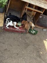 Animal Care Unit Project